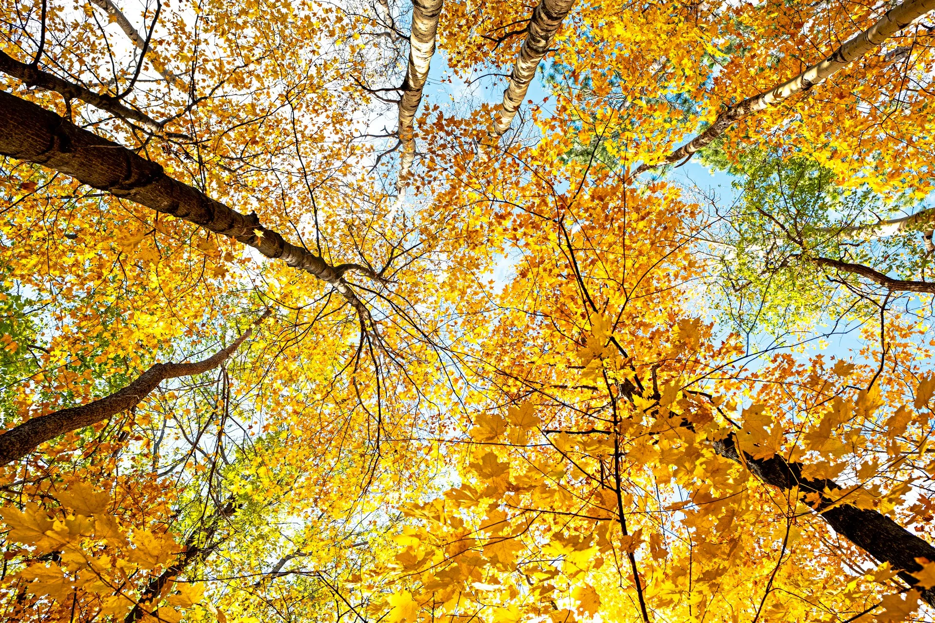 fall tree background